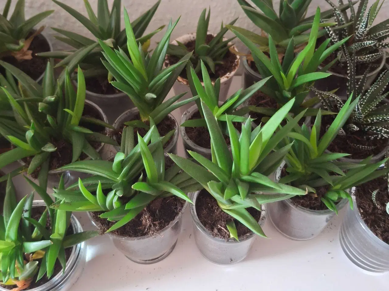 Billede 3 - Baby-planter klar til nye vindueskarme