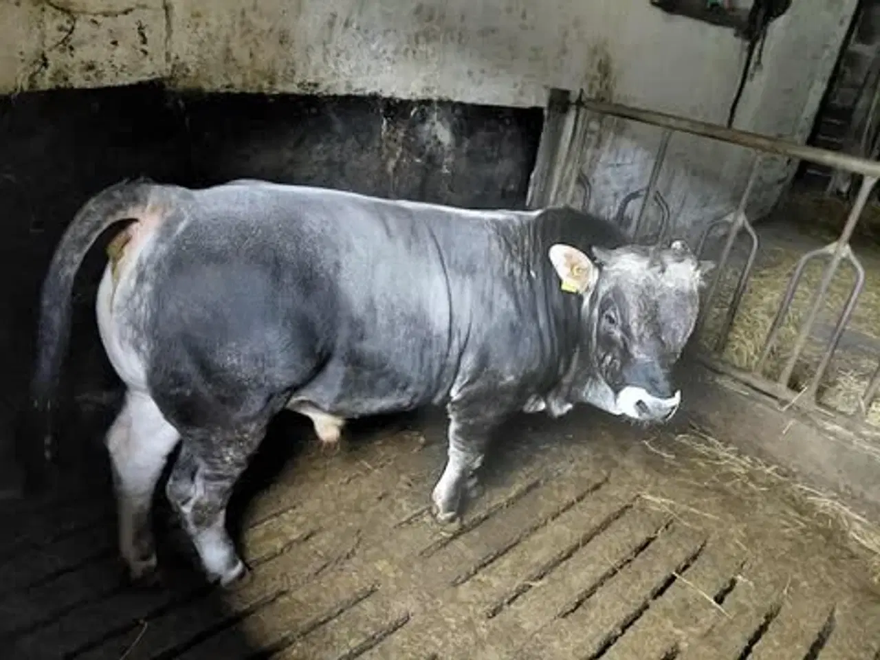 Billede 1 - Grauvieh tyr