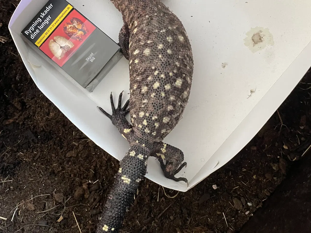 Billede 3 - Heloderma h. Colima super black