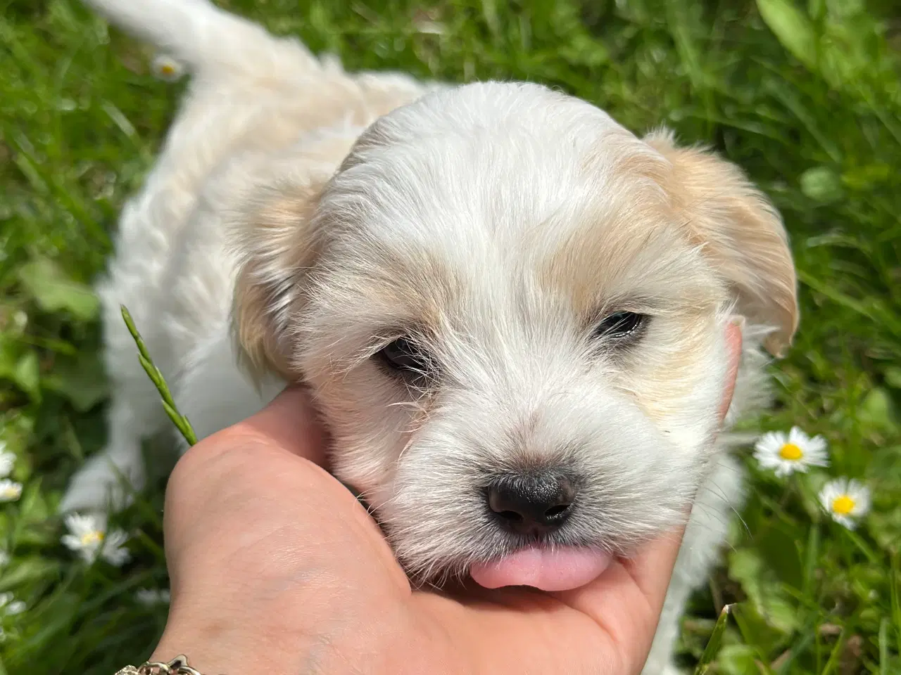 Billede 9 - Bichon Havanais