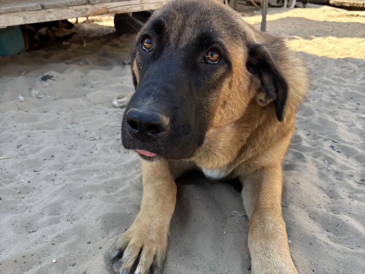 Billede 5 - Toby søger familie! 🤎