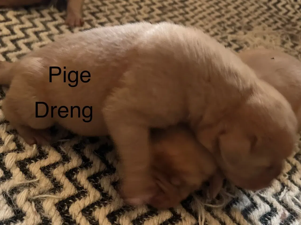 Billede 3 - Hunde