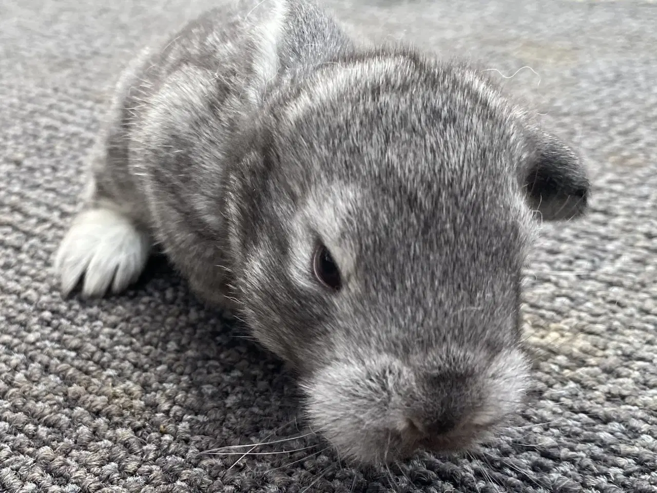 Billede 6 - FRANSK VÆDDER HAN CHINCHILLA