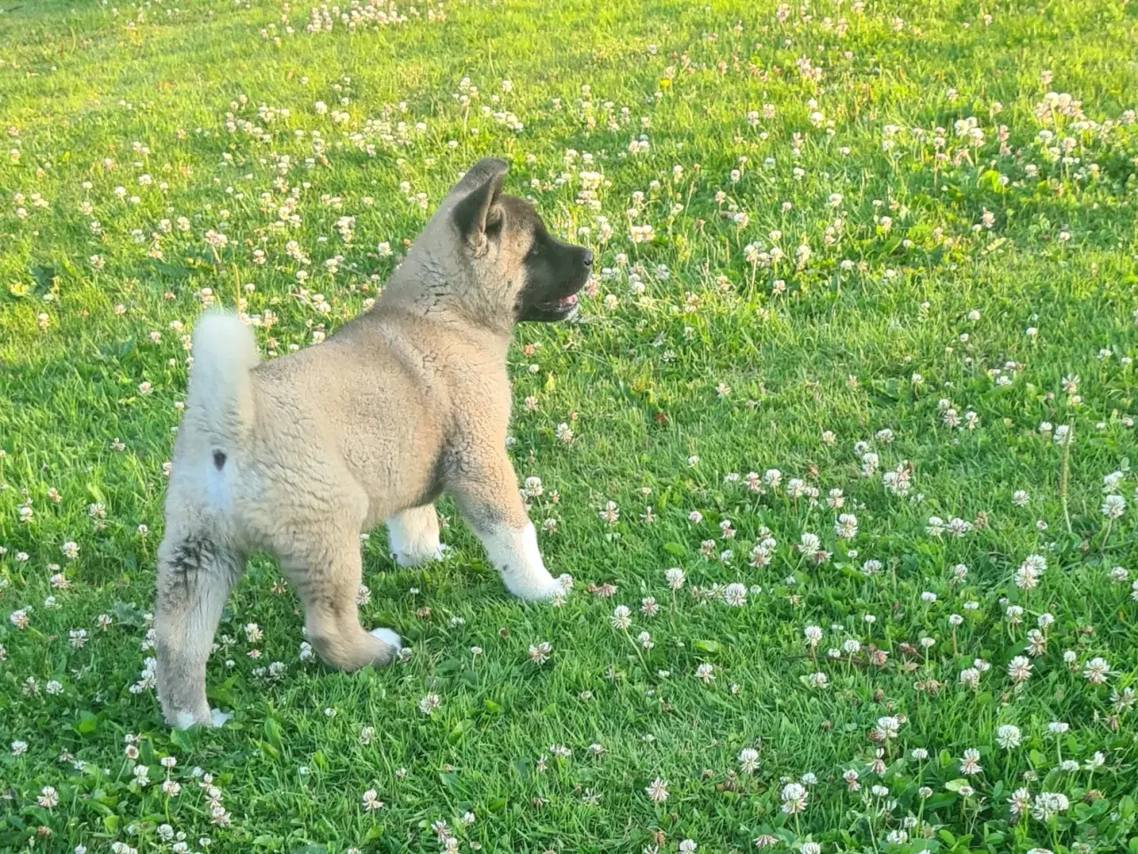 Billede 5 - Hundehvalpe Akita ,kom med et relistisk bud 