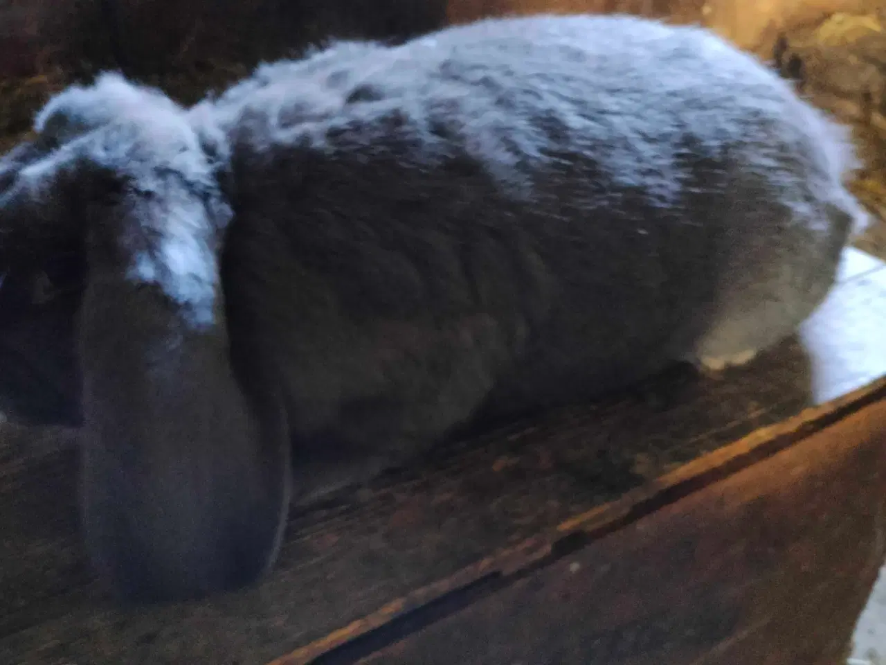 Billede 2 - Fransk vædder 