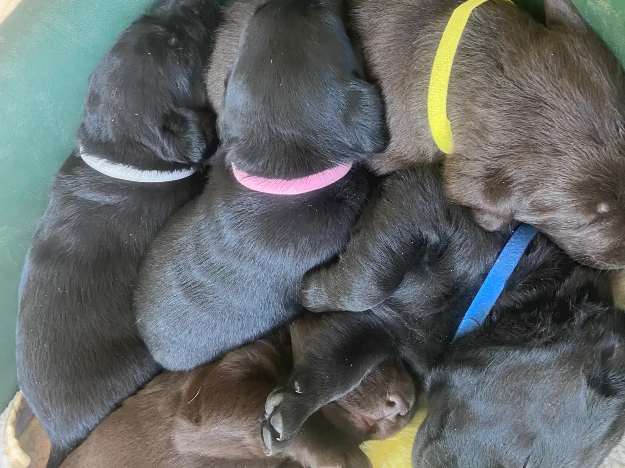 Billede 4 - Labrador hvalpe