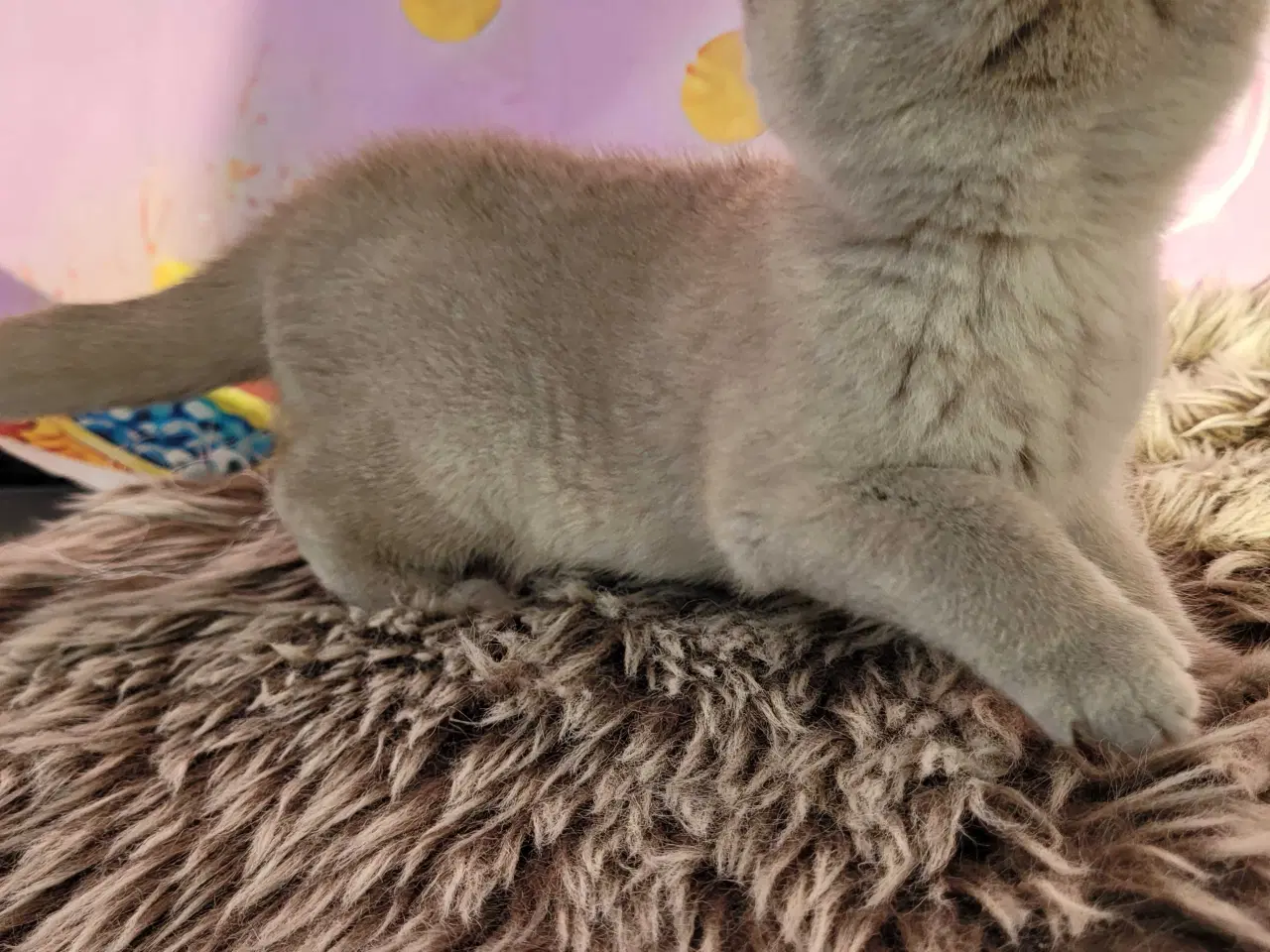 Billede 6 - Bsh hunkilling fawn