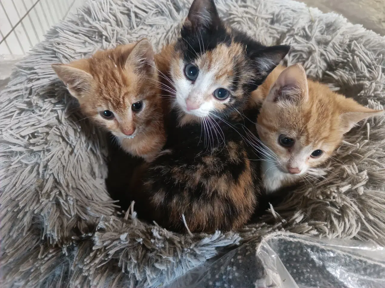 Billede 1 - 2 røde hankatte og 1 hunkat