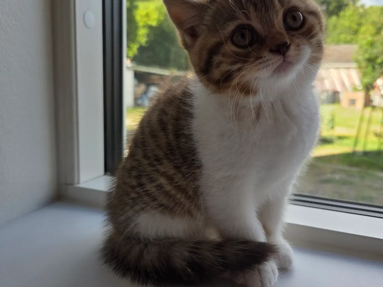 Billede 6 - British shorthair killing med stamtavle
