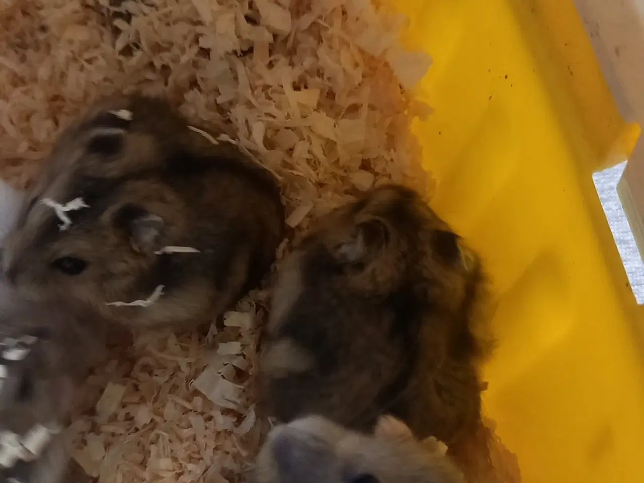 Billede 3 - Skønne små hamster