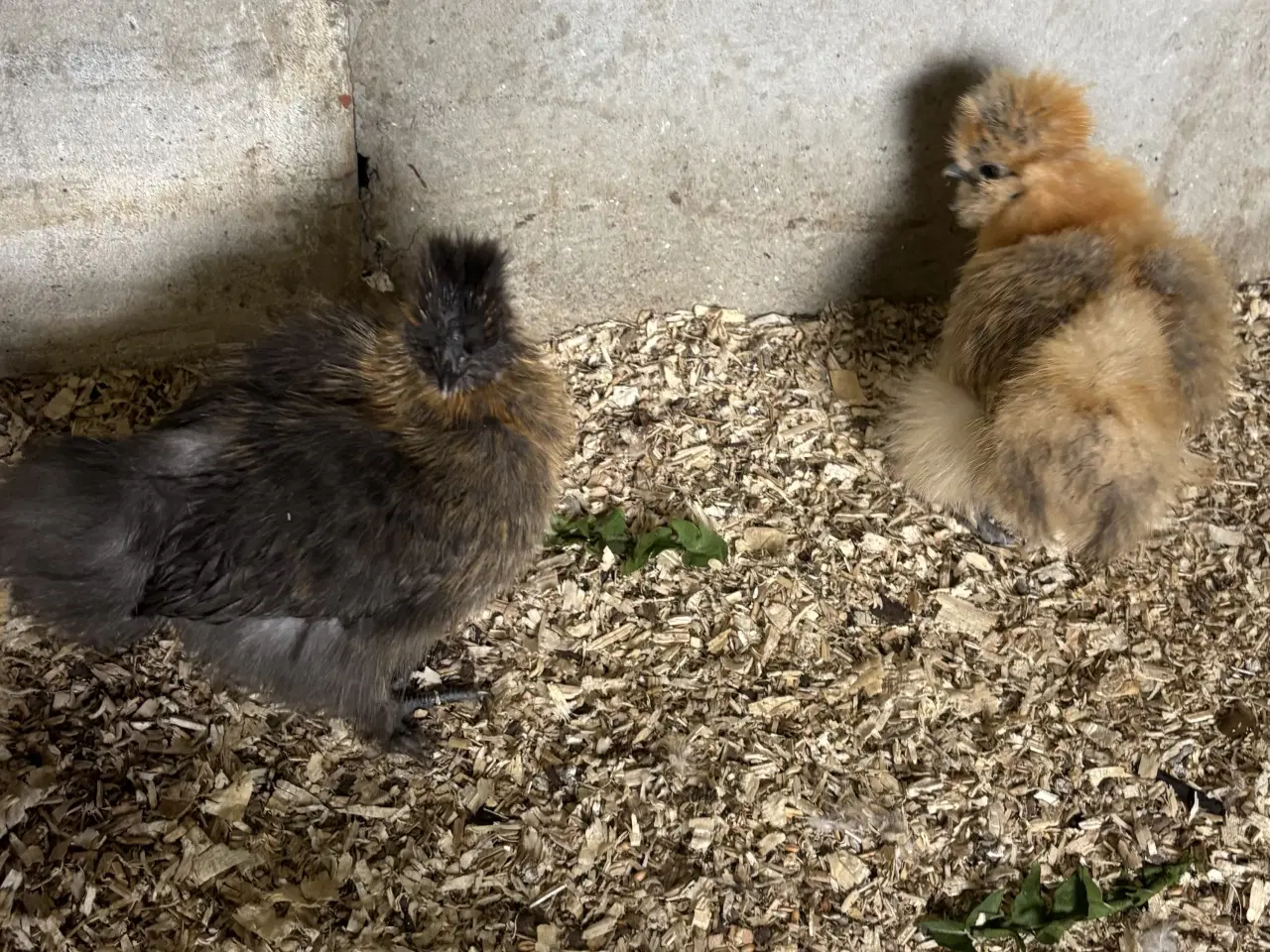 Billede 5 - Silkekyllinger