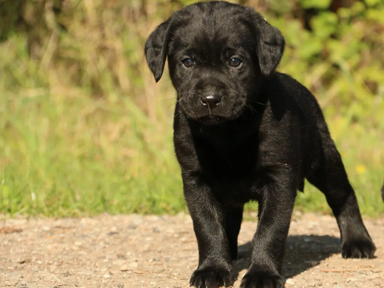 Billede 1 - Labrador Hvalpe sorte