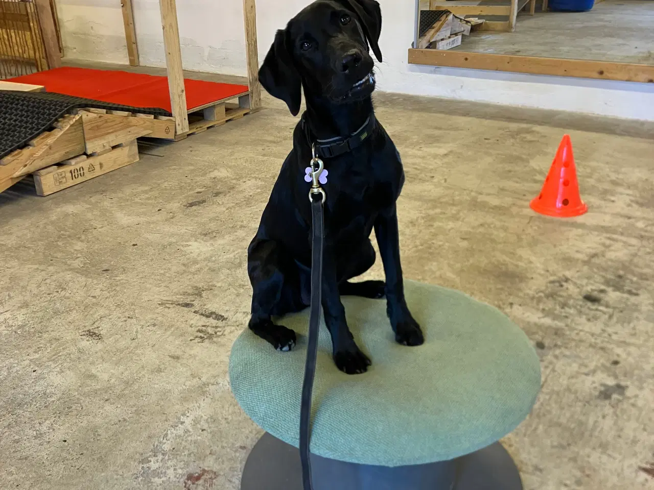 Billede 2 - Labrador, 9 måneder, søger nyt hjem