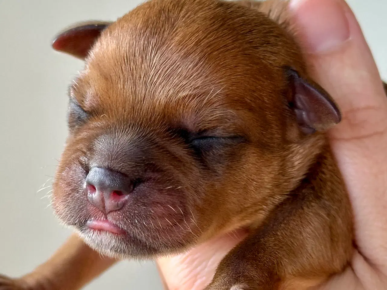 Billede 3 - Staffordshire Bull Terrier DKK