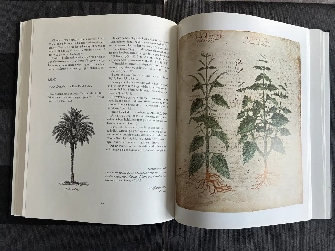 Billede 2 - BIBELENS PLANTEVERDEN  af Hans Arne Jensen
