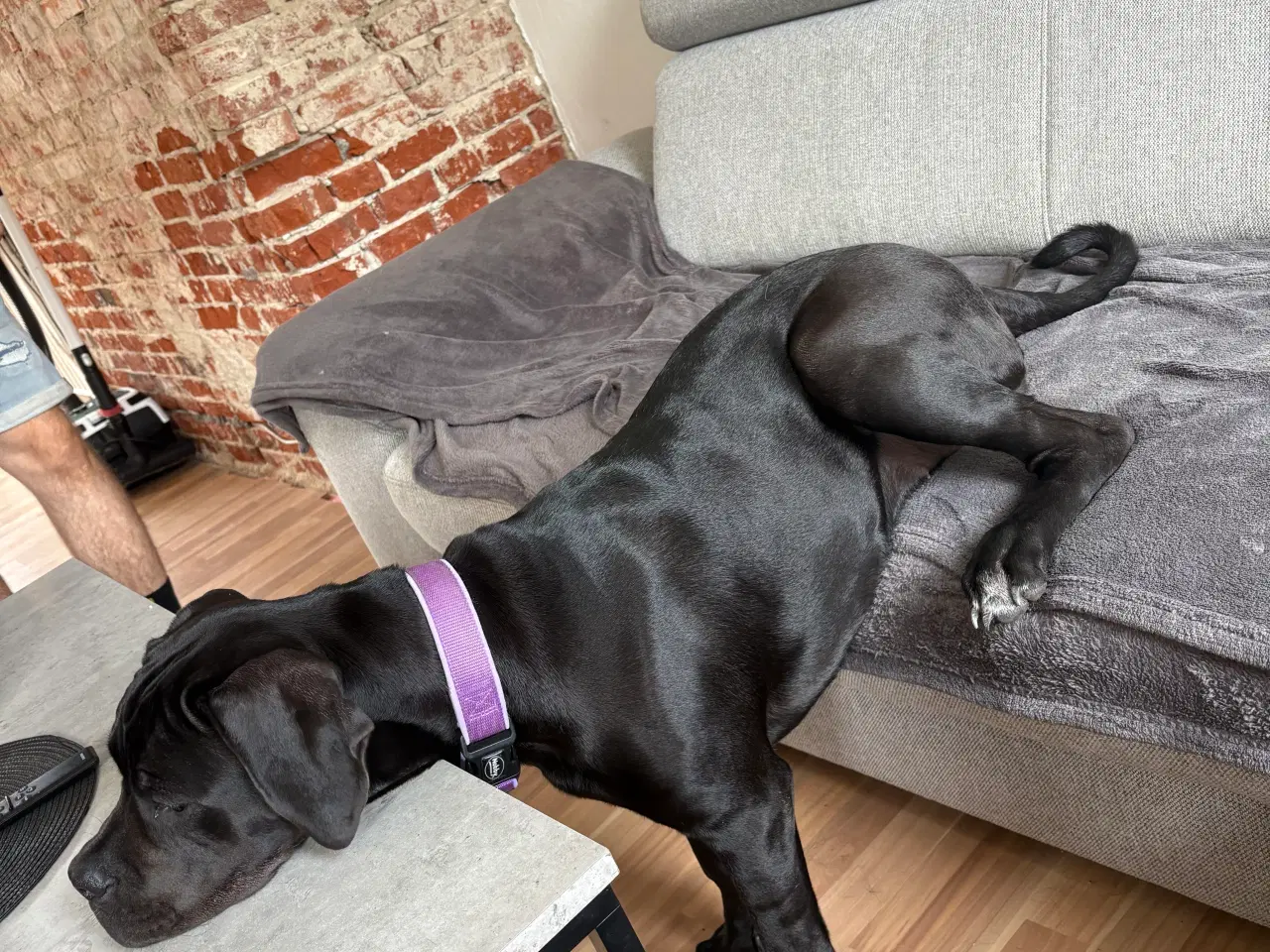 Billede 4 - Cane Corso /presa canario 