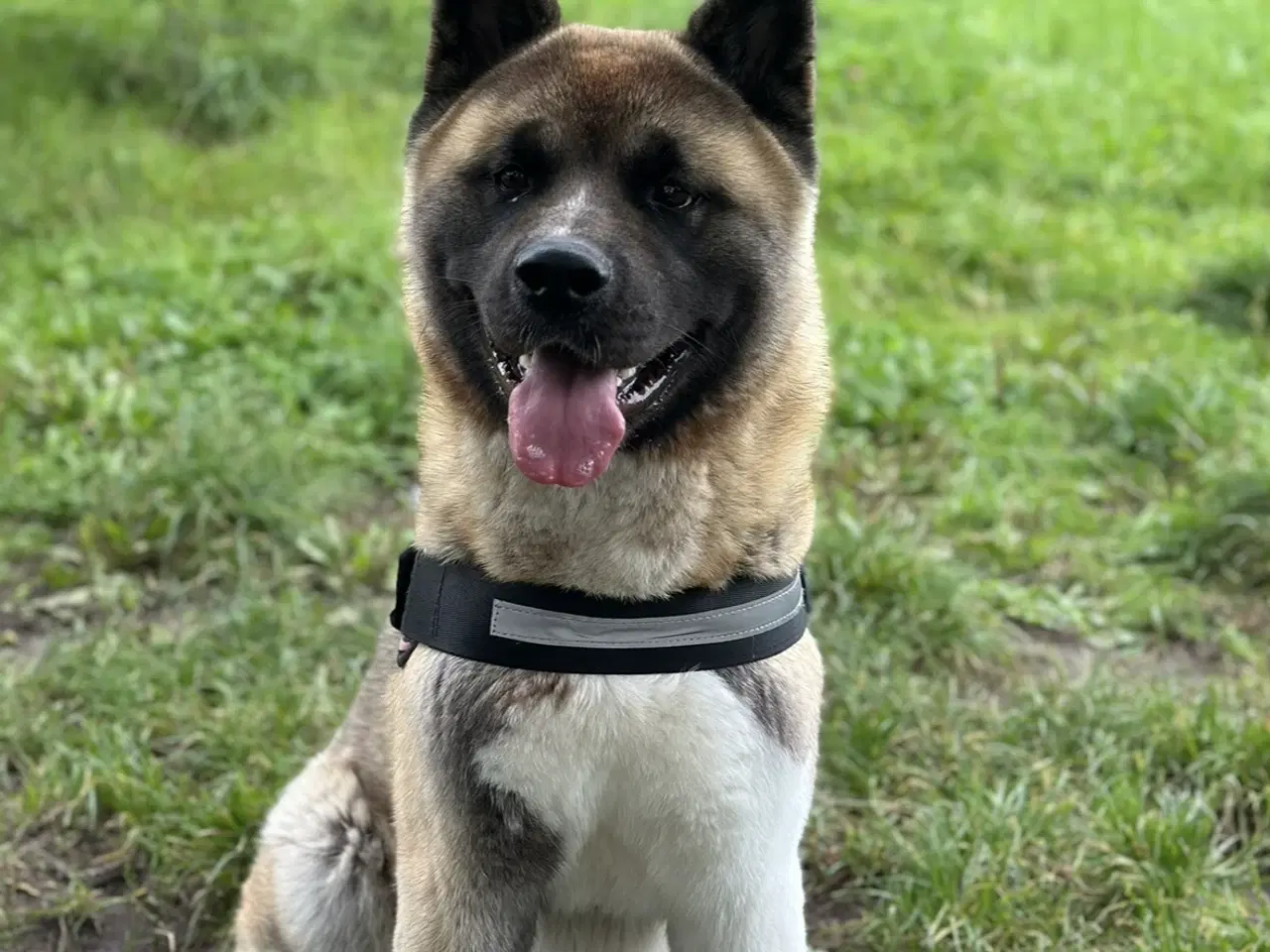 Billede 1 - Amerikansk Akita