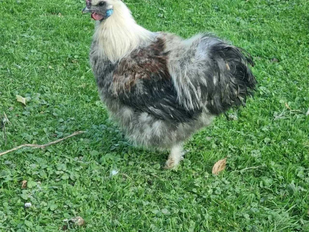 Billede 1 - Flot Silke Hane søger nyt hjem GRATIS