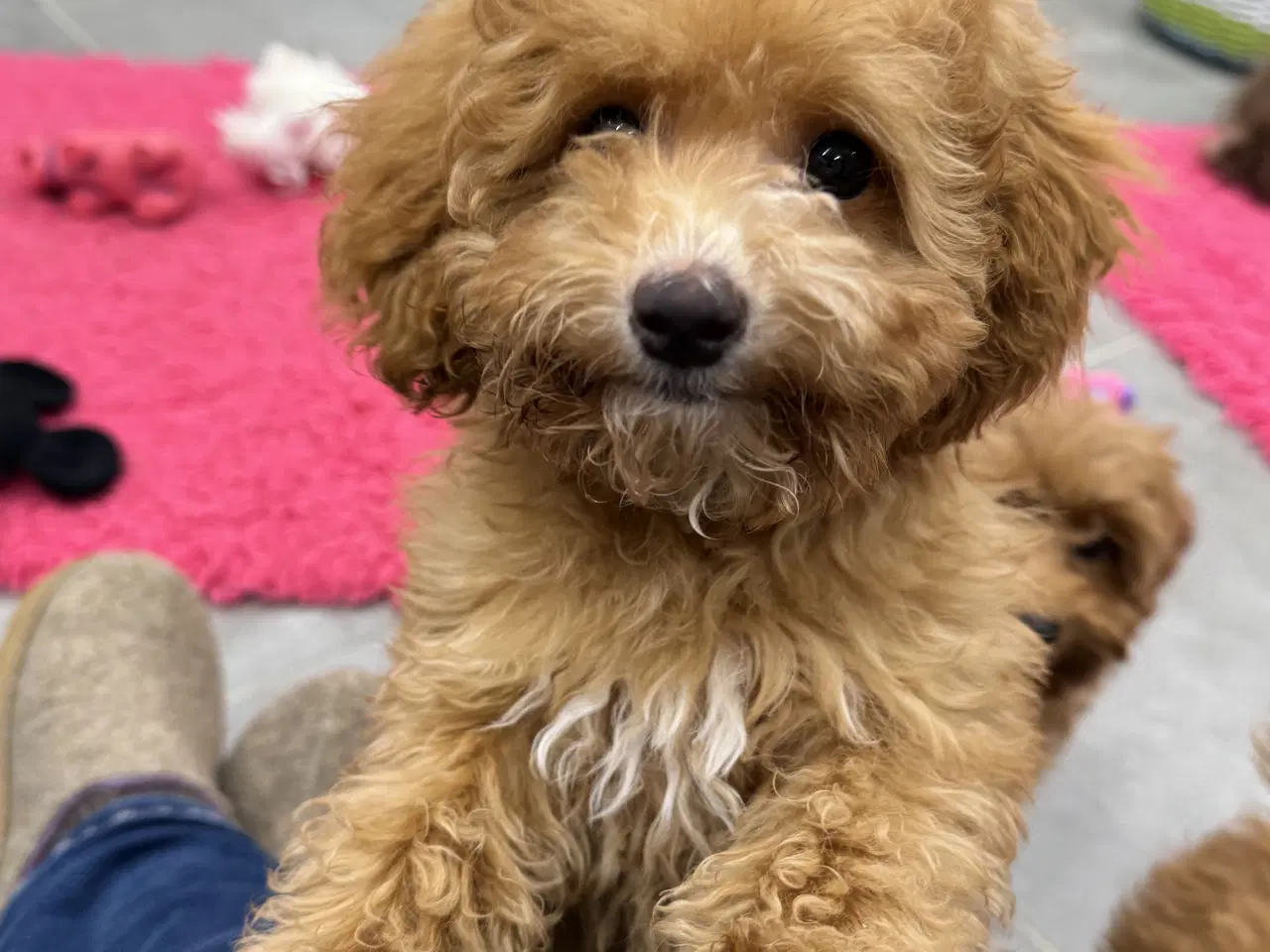 Billede 8 - 🐾maltipoo miniature 🩷💙🐾