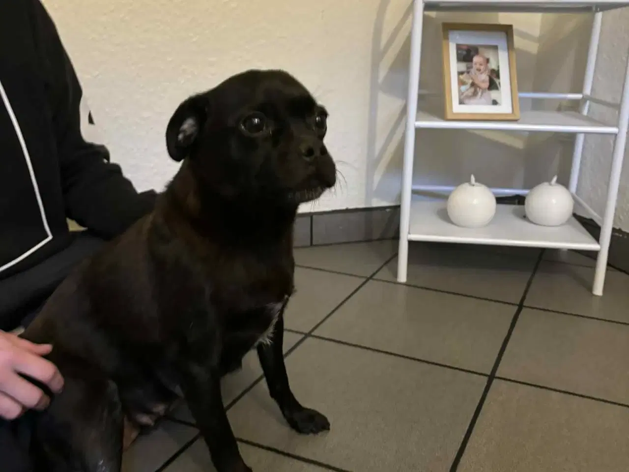 Billede 3 - Dansk-svensk gårdhund blanding