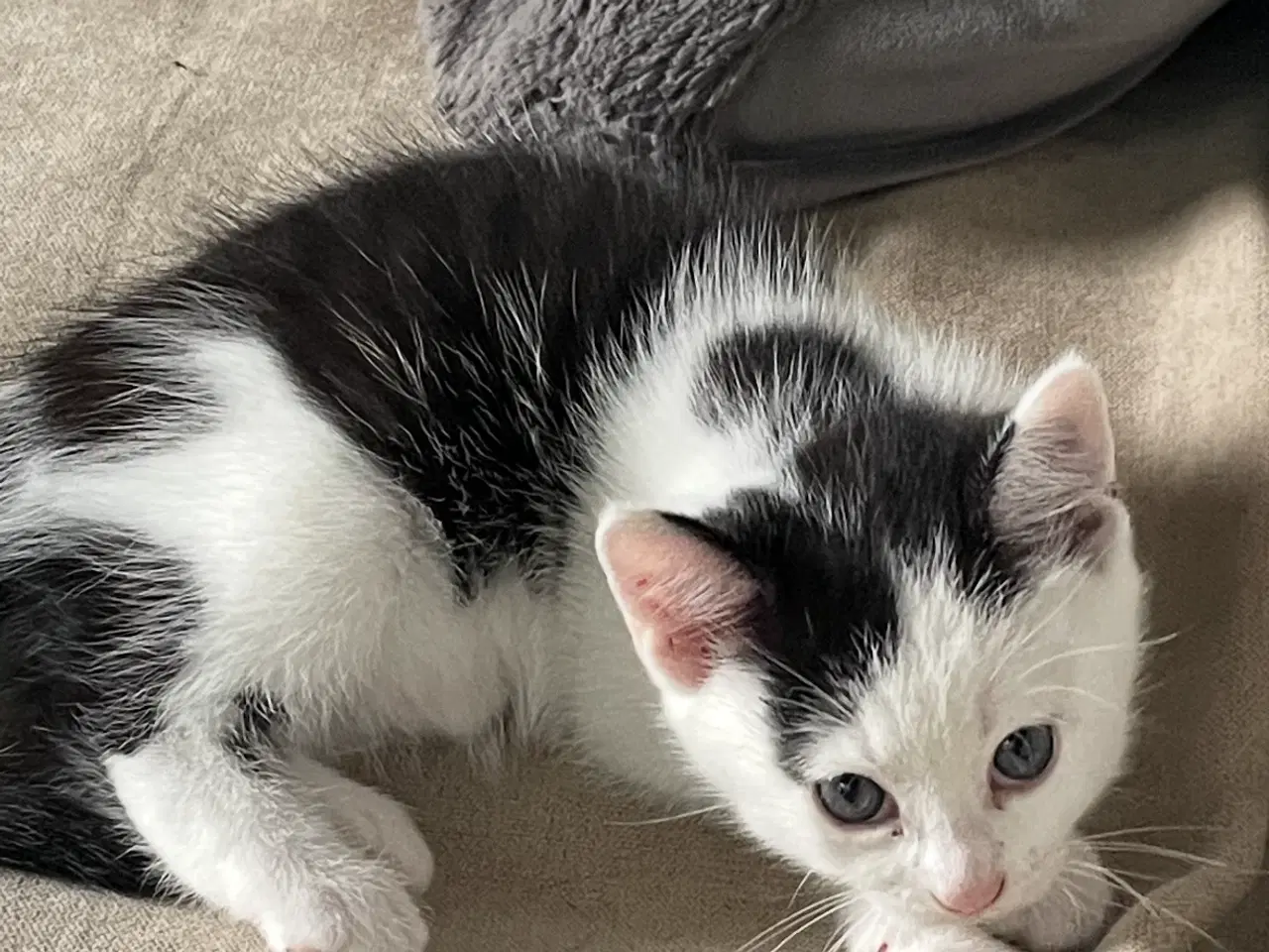 Billede 2 - Sød kælende hun killing salgsklar 8/11