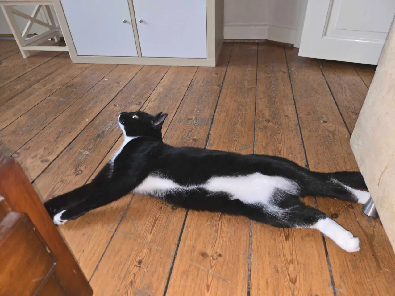 Billede 4 - Huskat Hankat søger nyt hjem