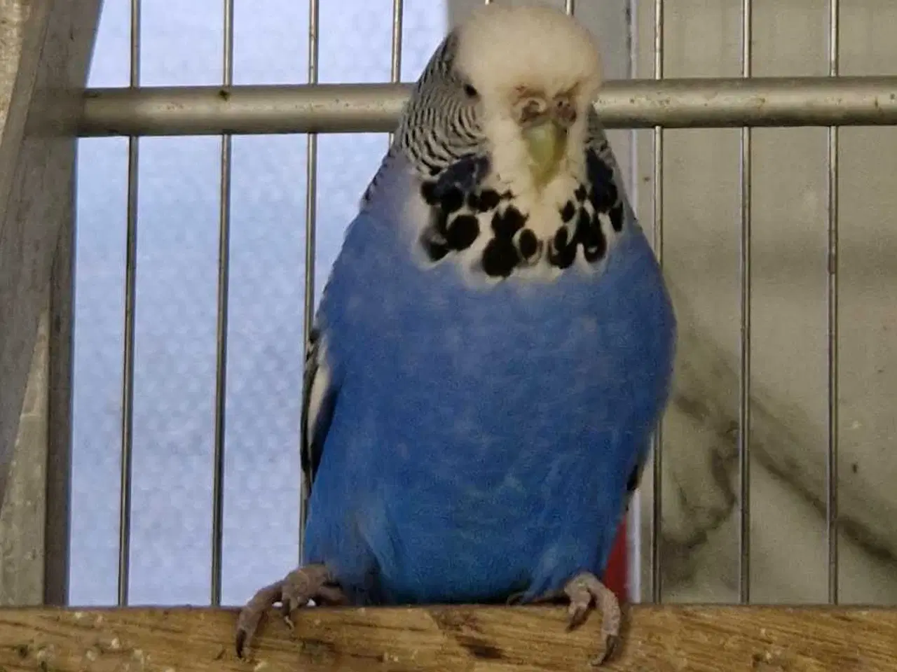 Billede 4 - Engelsk undulat hunner