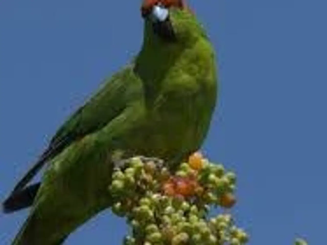 Billede 1 - Parakitter