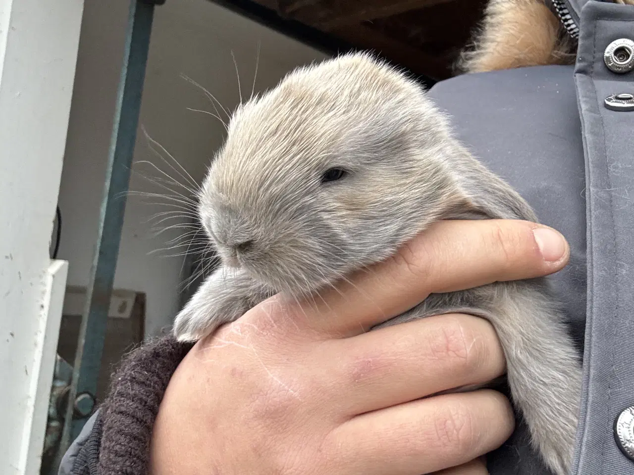 Billede 1 - Fransk vædder kanin unger 
