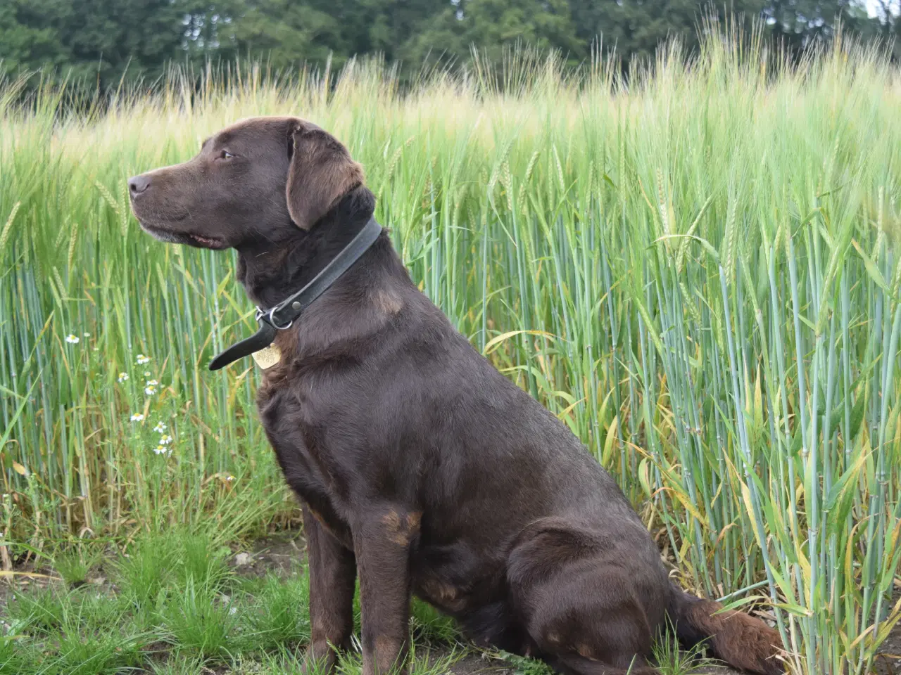 Billede 9 - Brune Labrador-hvalpe med DKK-stambog