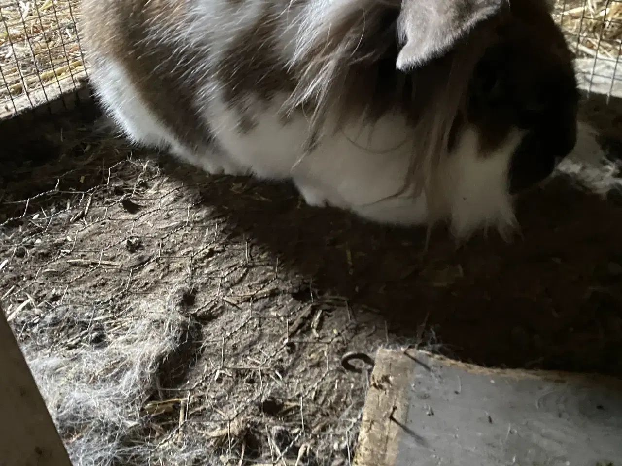 Billede 3 - To hånd tamme løvehoveder