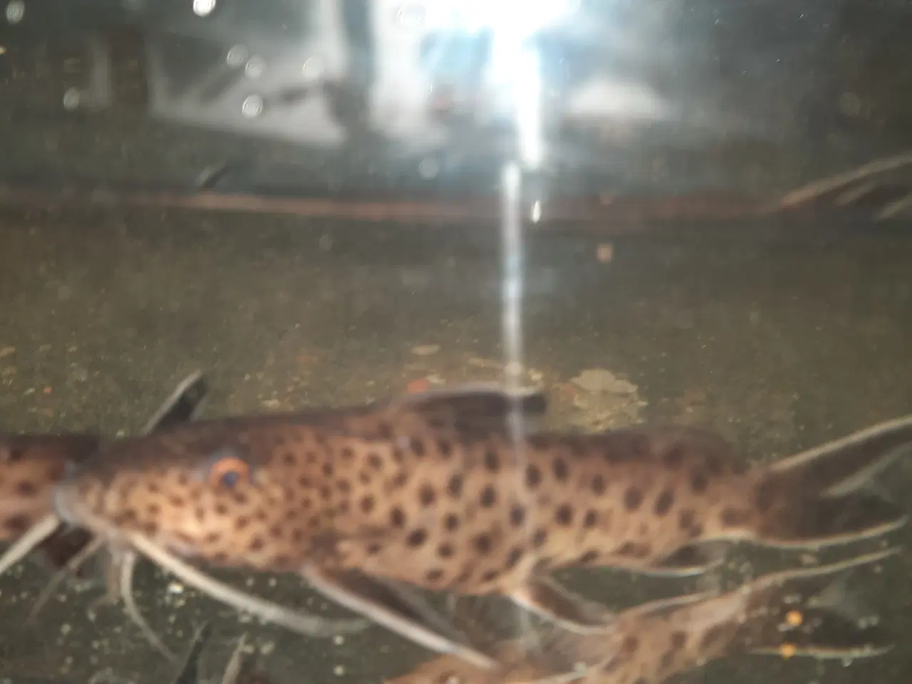 Billede 3 - Synodontis petricola