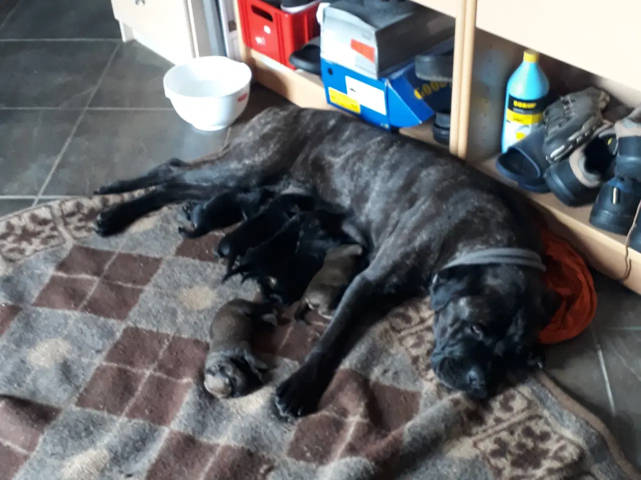 Billede 16 - Cane Corso Hvalpe Sælges. Læs helle teksten. 