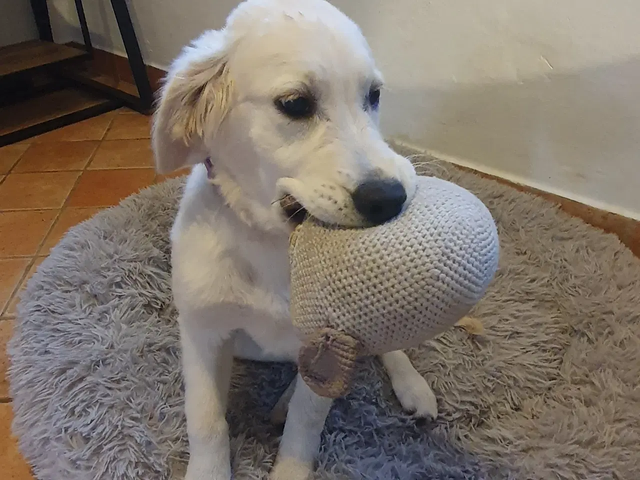 Billede 1 - Golden retriever hvalp