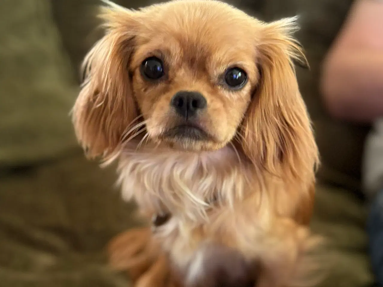 Billede 7 - Cavalier/Bichon Blanding 
