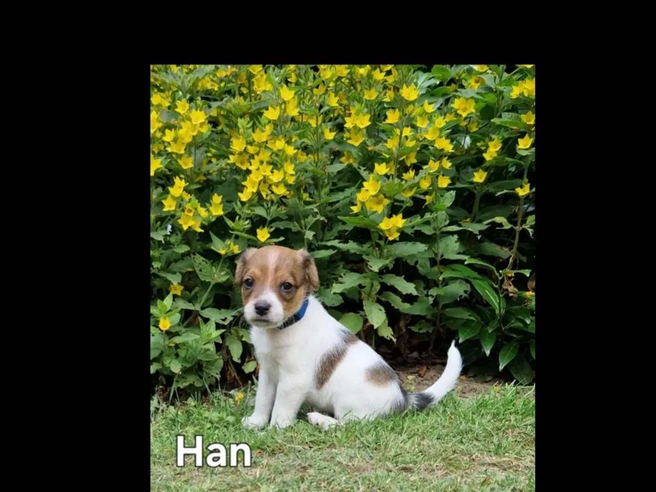 Billede 10 - Dansk svensk gårdhunde hvalpe 