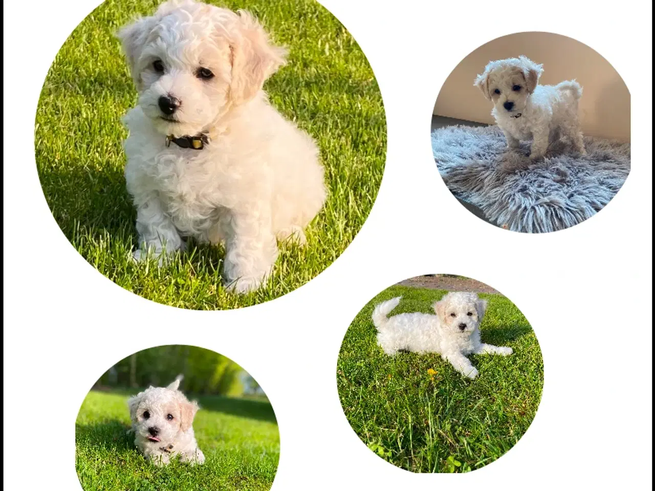 Billede 1 - Bichon Frise hvalpe med DKK stamtavle