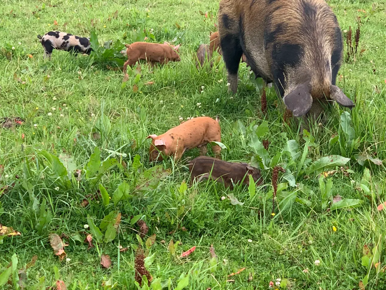 Billede 4 - Duroc/gl. Dansk landrace smågrise sælges