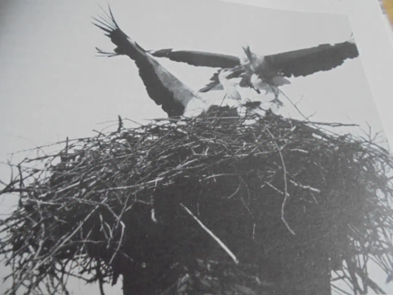 Billede 5 - Storken – se fotos og omtale  