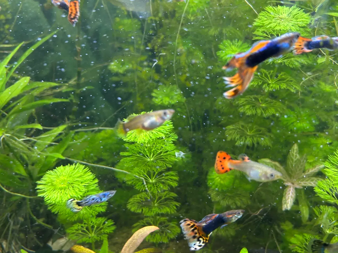 Billede 6 - Guppy voksne 