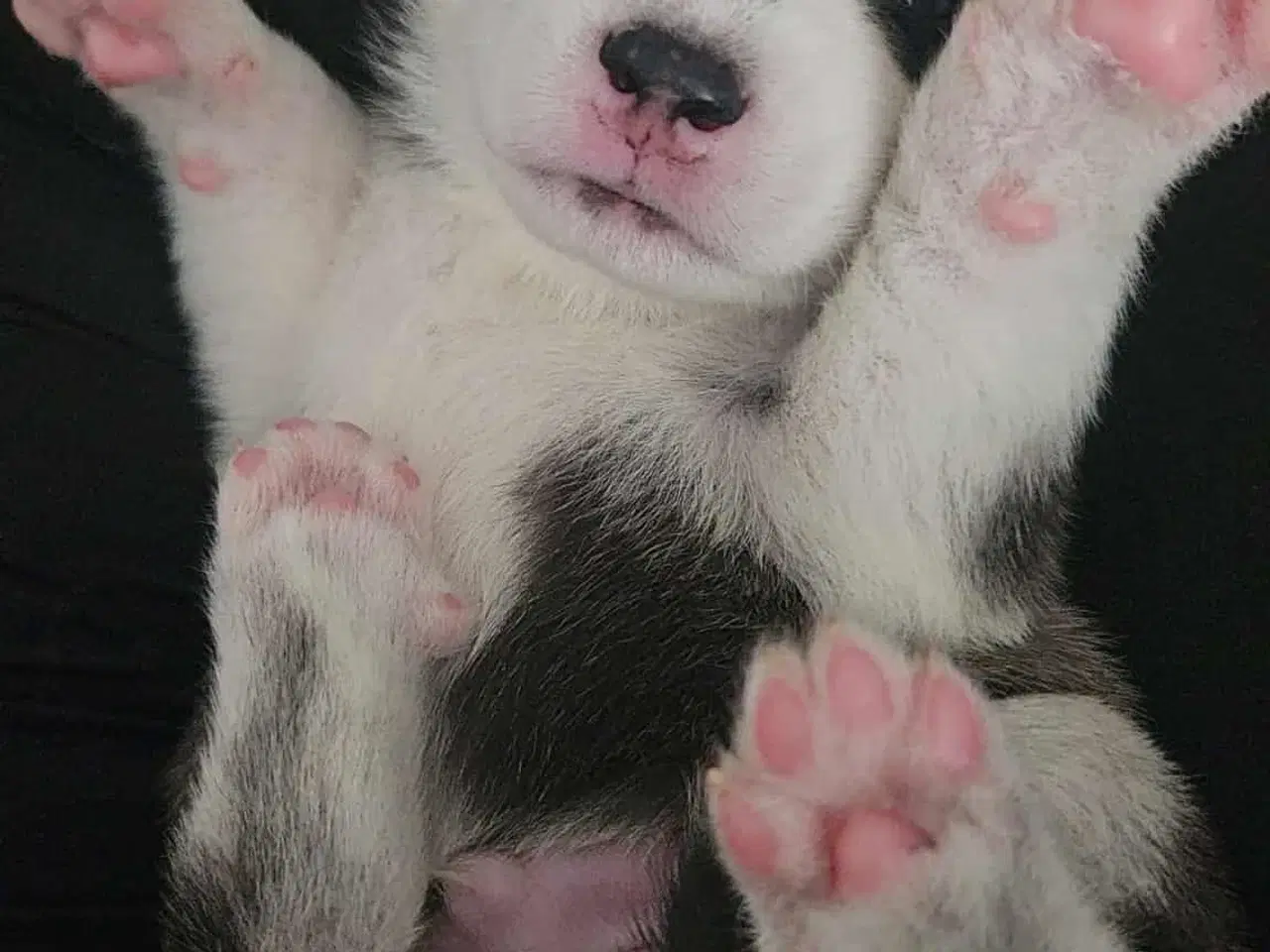 Billede 4 - Siberian Husky hvalper