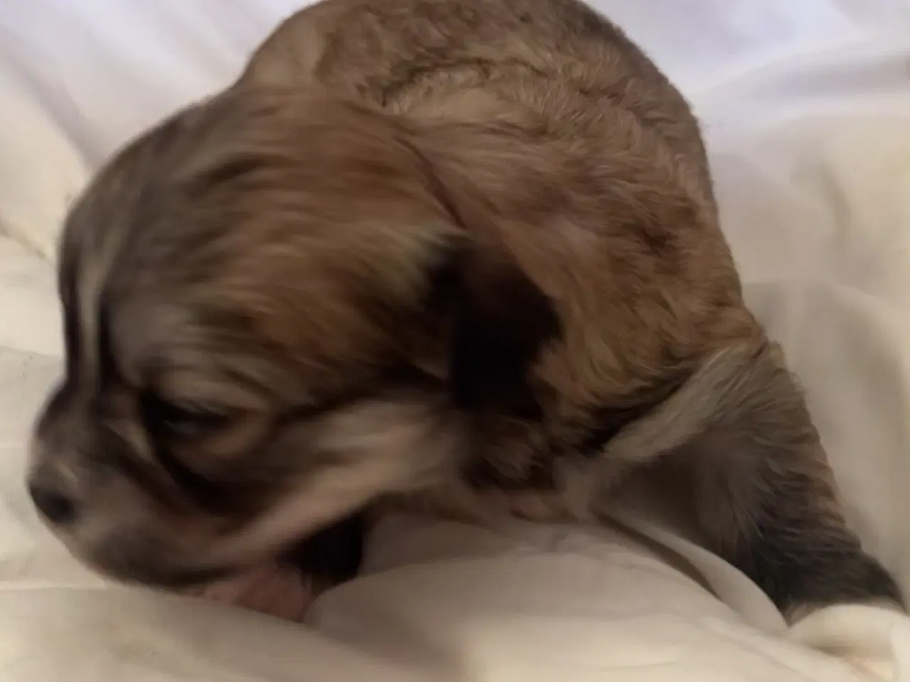 Billede 4 - Små allergivenlige og ikke fældende hundehvalpe