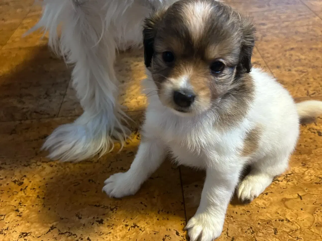 Billede 1 - Hundehvalpe søger nyt hjem!