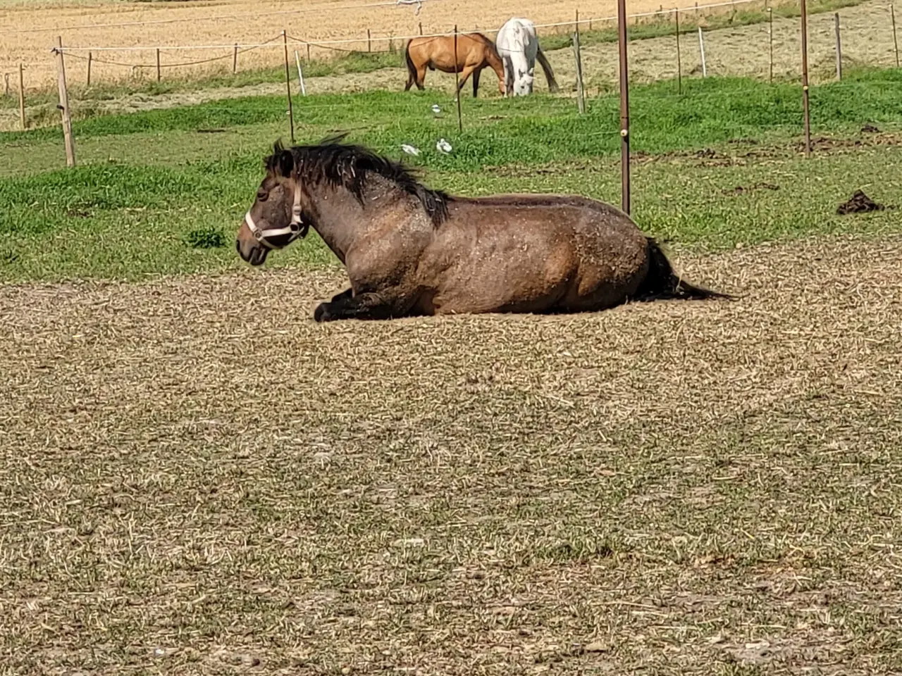 Billede 2 - Familie pony / selvskabt pony