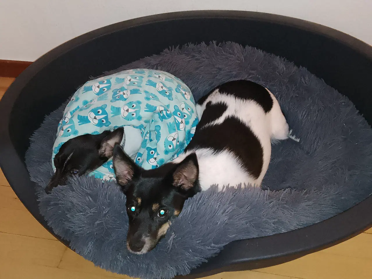 Billede 3 - Blandings hund