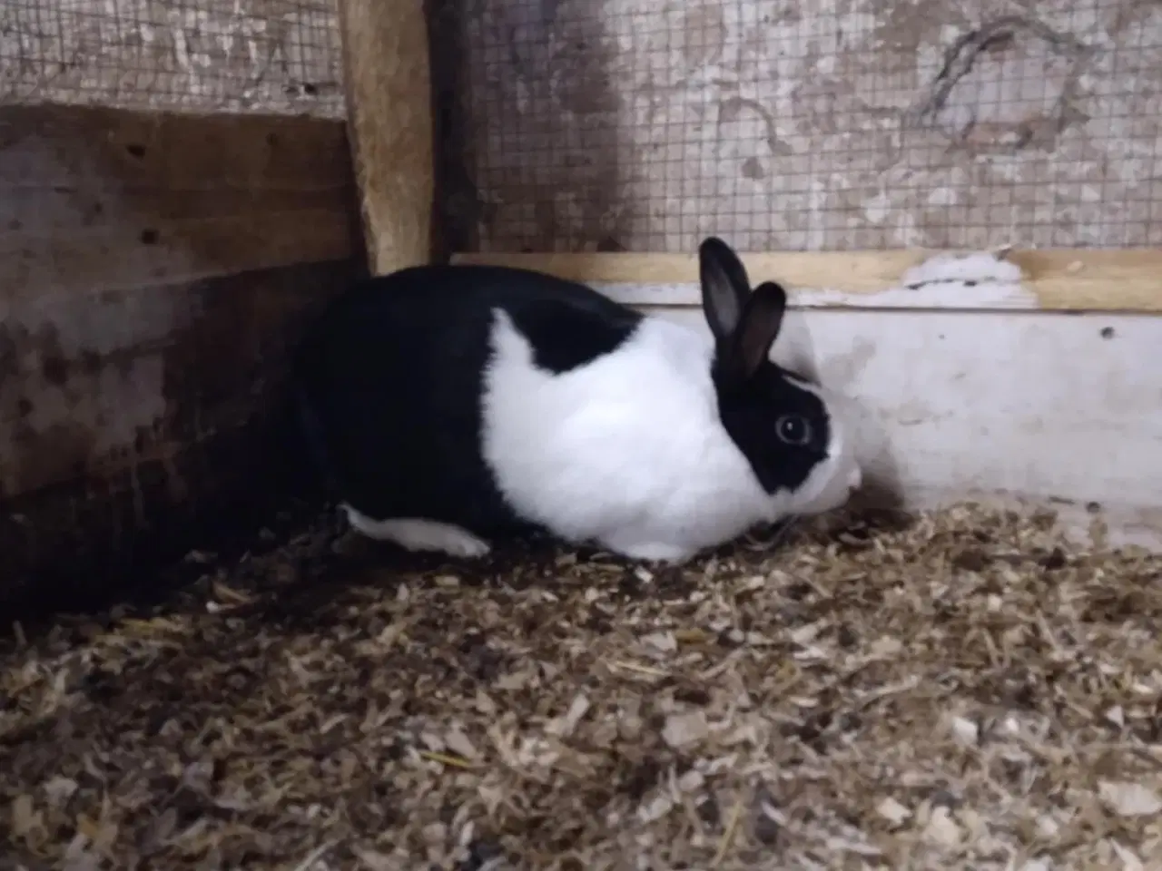 Billede 2 - Hun kanin sælges