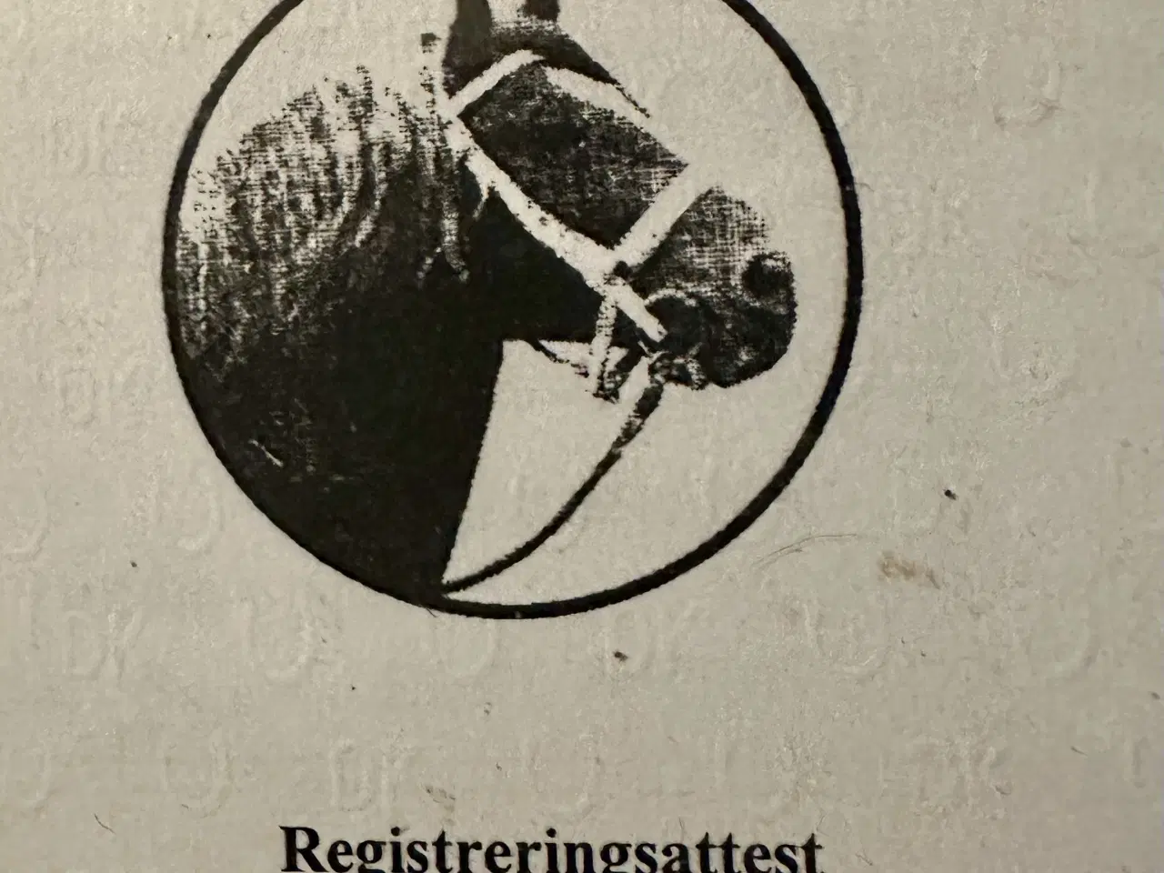 Billede 1 - Jyske heste ( Hopper)