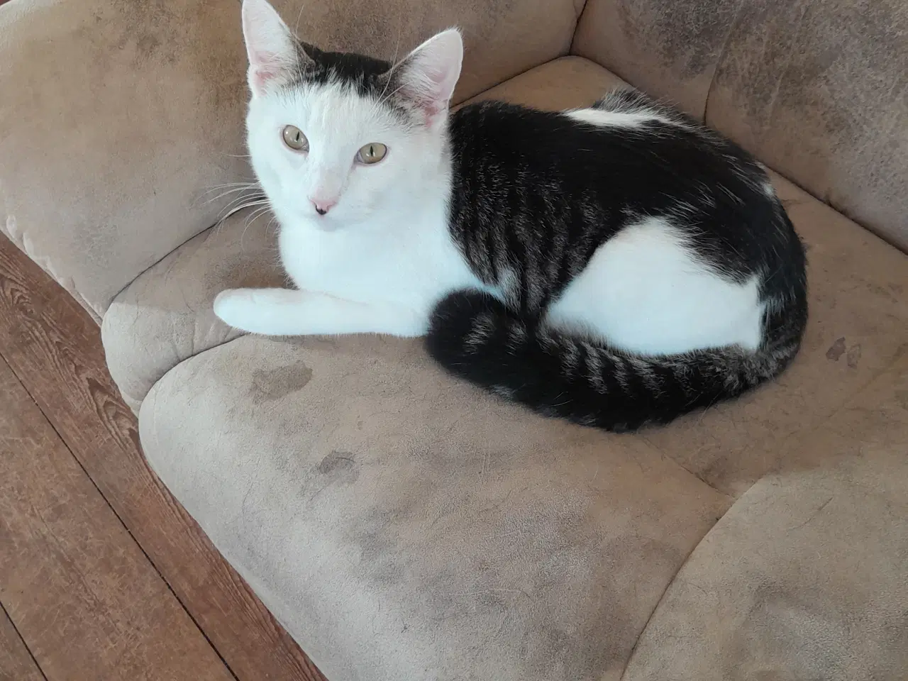 Billede 2 - Katte søger nyt hjem 