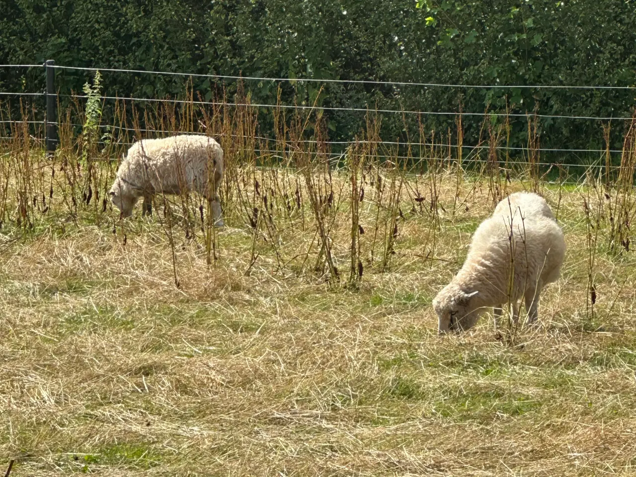 Billede 3 - Spælsau får og gimmer