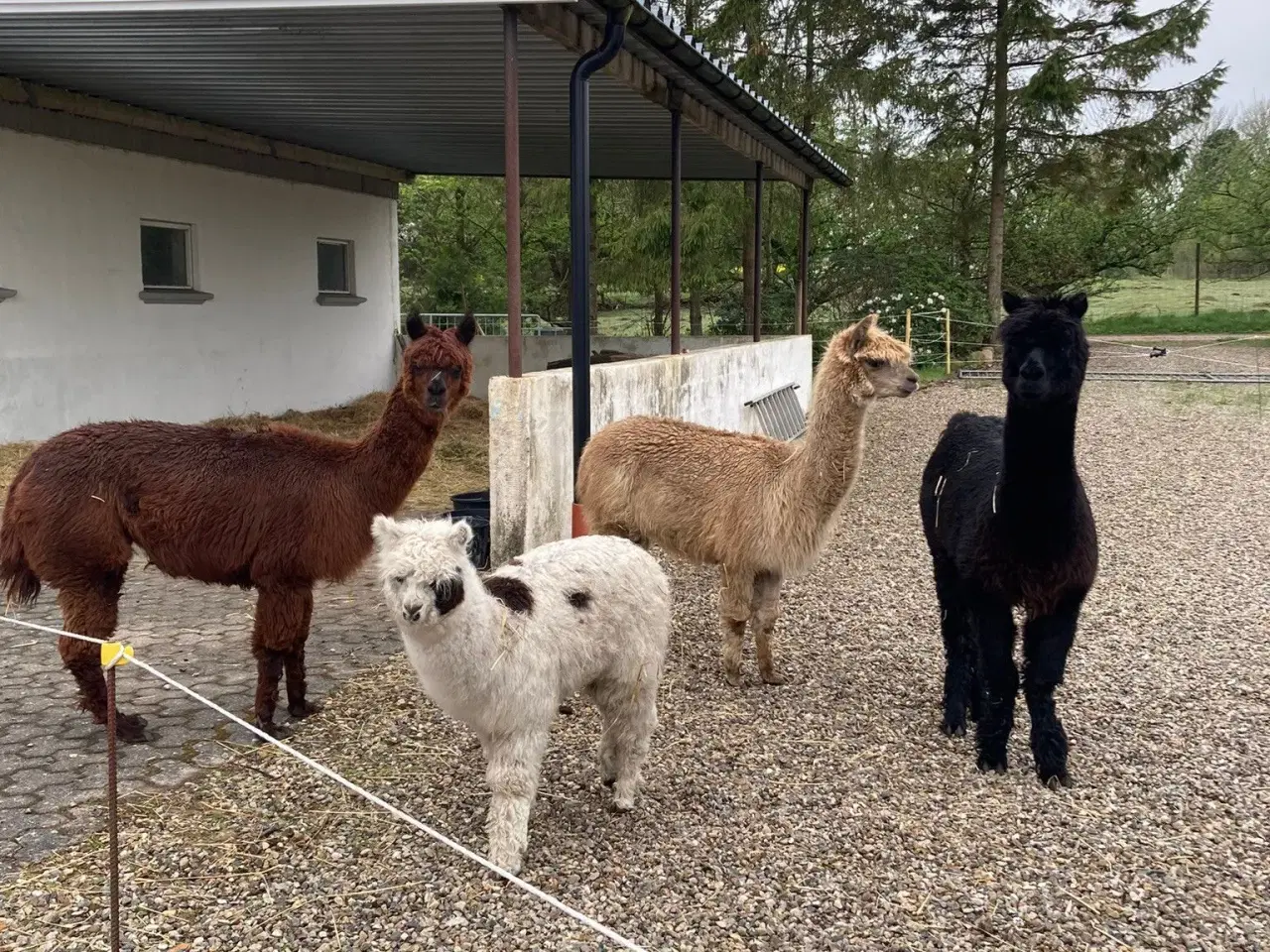 Billede 4 - Alpaca uld